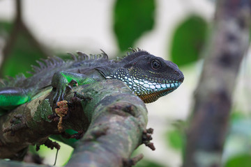 A close up of Chinese water dragon