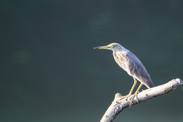 Chinese Pond-Heron perched on a branch