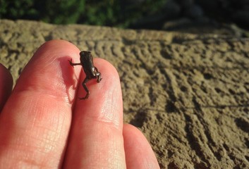 Kleiner will hoch hinaus ...