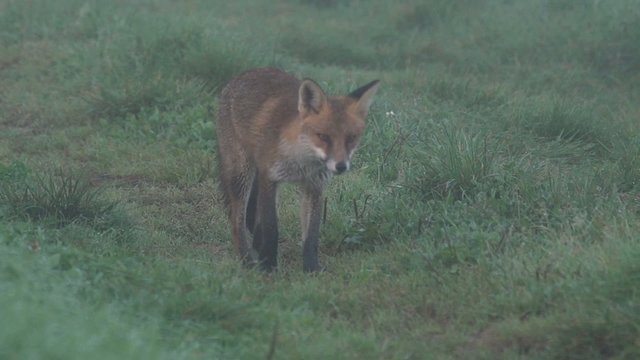 Fuchs - Rotfuchs