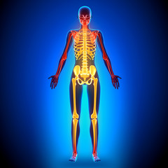 Female Full Skeleton - Anatomy Bones