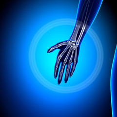 Female Palm - Anatomy Bones