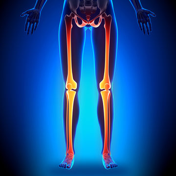 Female Legs - Anatomy Bones