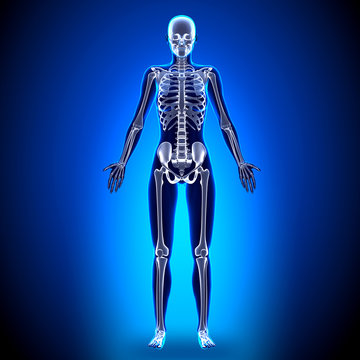 Female Full Skeleton - Anatomy Bones