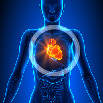 Heart - Female Organs - Human Anatomy