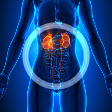 Kidneys - Female Organs - Human Anatomy