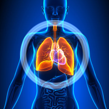 Lungs - Female Organs - Human Anatomy