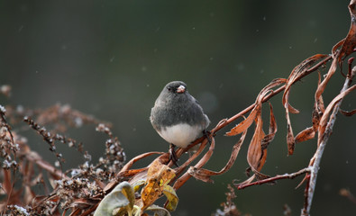 junco