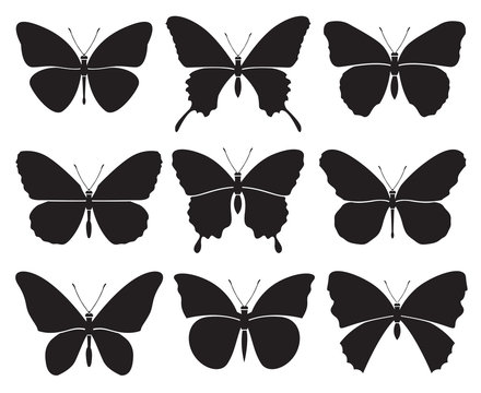 monochrome set of different butterflies