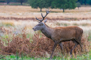 Red deer