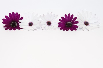 white and purple daisies panorama