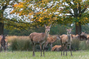 Red deer