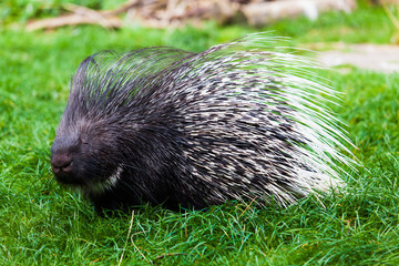 Porcupine
