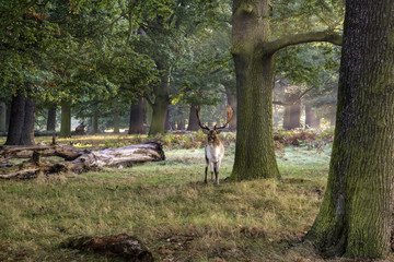 Mature fallow deer buck in forest on Autumn Fall morning landsca - obrazy, fototapety, plakaty