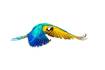 Colourful flying parrot isolated on white