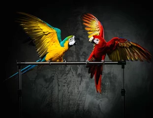 Wandcirkels aluminium Twee kleurrijke papegaaien vechten © Nejron Photo