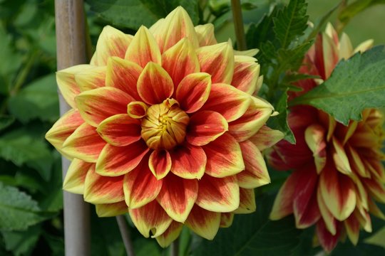 Close up of beautiful red and yellow dahlia.