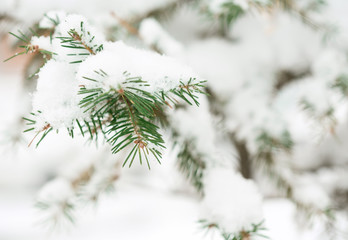 Fir branch covered with snow