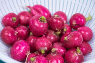 fresh radish