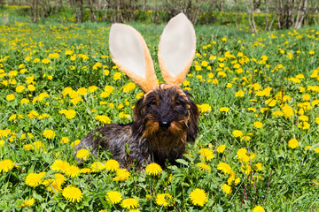 Osterhund im Löwenzahn
