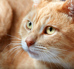 Ginger domestic cat