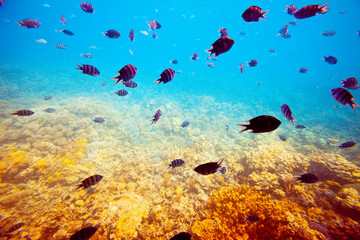   fishes on coral reef area
