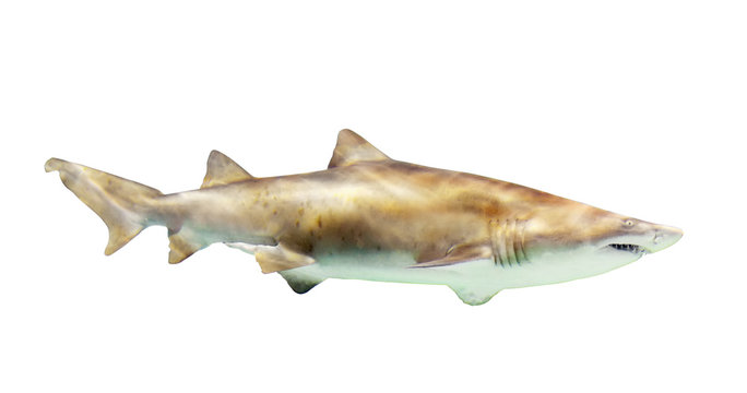 shark. Isolated over white