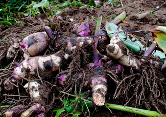 roots flowers