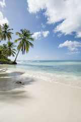 Idyllic Caribbean coastline