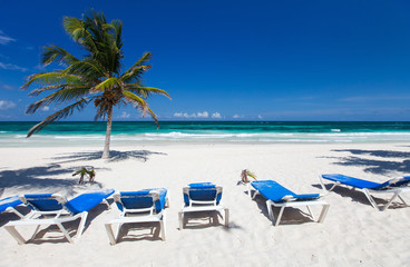 Coconut palm at beach