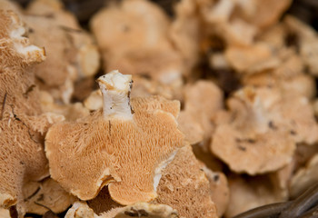 hedgehog mushrooms or pied de mouton mushroom.
