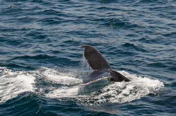 Naklejka premium The diving whale