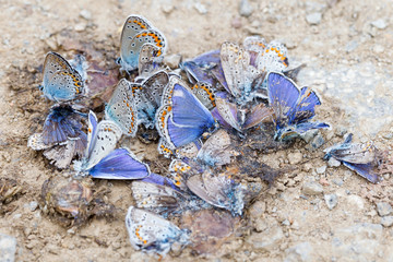 Destroyed butterfly family