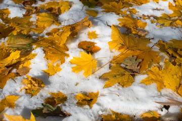 autumn leaves in the snow
