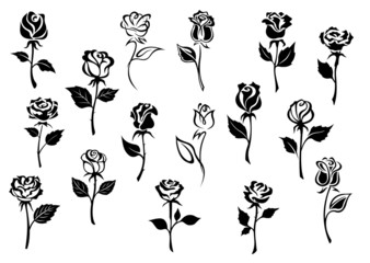 Black and white roses flowers - obrazy, fototapety, plakaty