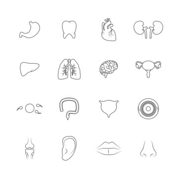 Human organs icons outline