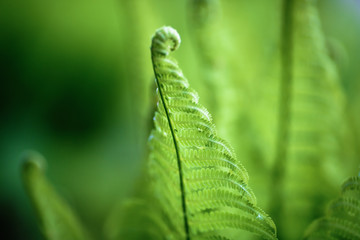 Bright green fern