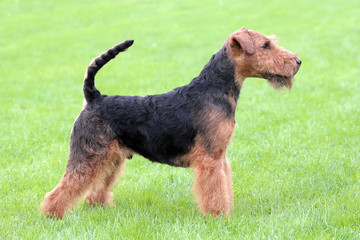 Show position Welsh Terrier dog on a green grass