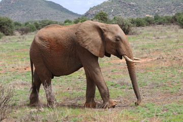 laufender Elefant