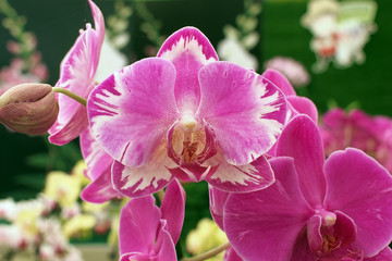 orchid flower