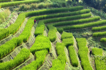 Farmer in green terraced rice field at Ban Pa Bong Peay in Chian