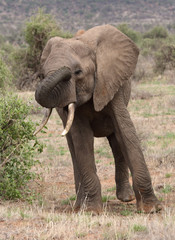 lustiger Elefant