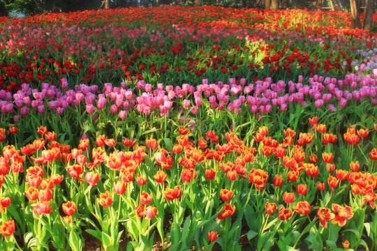 multicolored tulips in the garden, tulip field