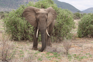 Fototapeta na wymiar großer Elefant