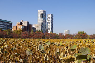 晩秋の上野恩賜公園