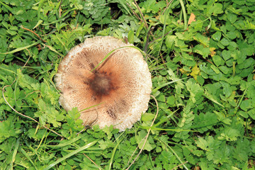 Lepiota entre hierbas, Santibáñez el Alto, España