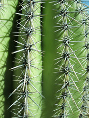 Barrel cactus close up