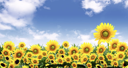 beautiful sunflower natural images