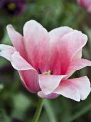 Fototapeta na wymiar Spring tulips