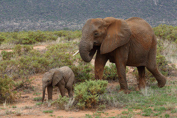 Giraffenmutter mit Kind